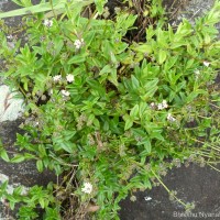 Neanotis monosperma (Wight & Arn.) W.H.Lewis